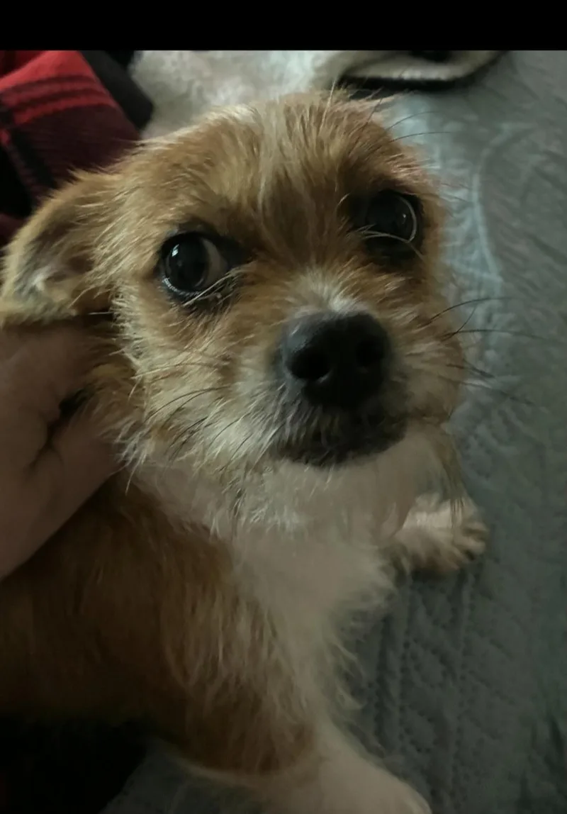 An adult small-sized female Apricot / Beige Norwich Terrier dog named Zelda for adoption in Lancaster, CA