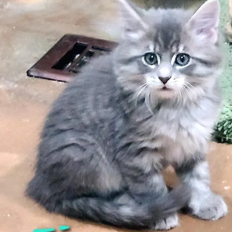 A baby small-sized male Gray / Blue / Silver Domestic Long Hair cat named Fabio for adoption in Layton, UT