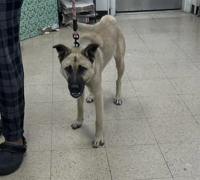 A young medium-sized female German Shepherd Dog dog named Diamond for adoption in Killeen, TX