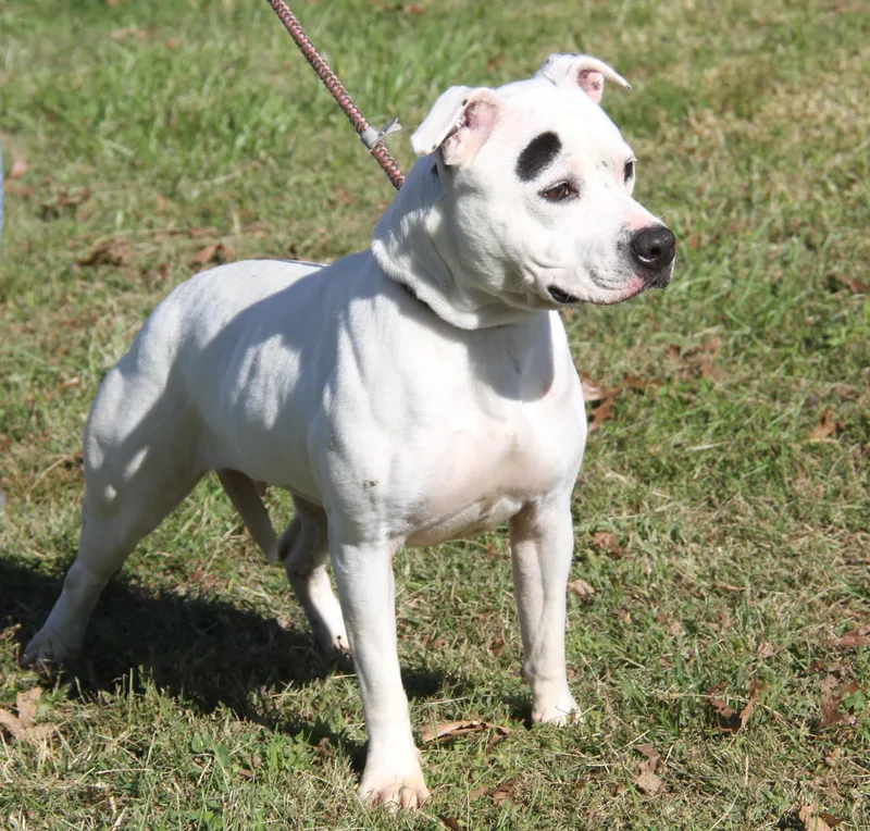 Savannah thumbnail 3