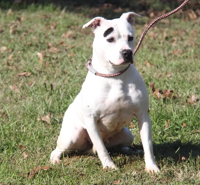 Savannah thumbnail 4