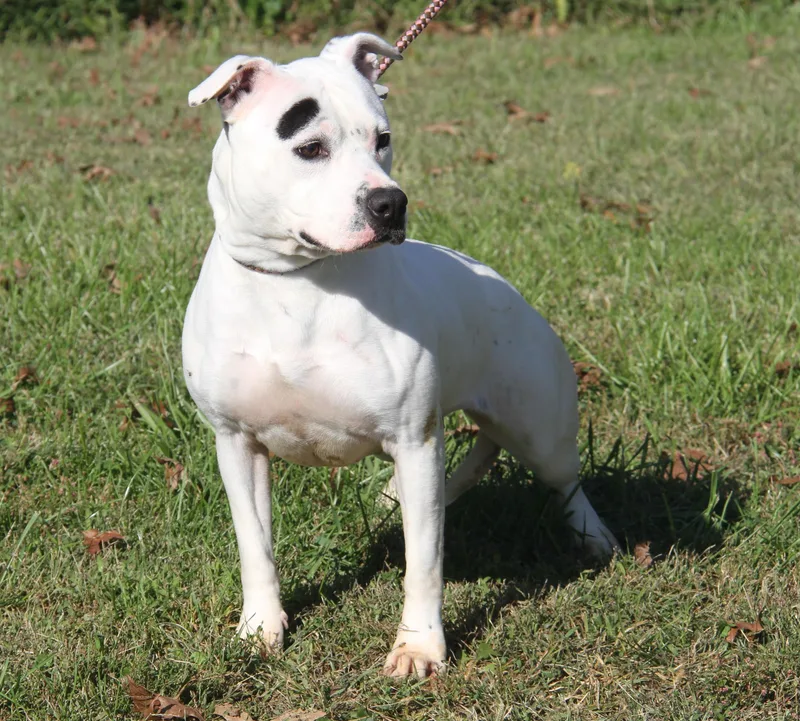 Savannah thumbnail 5