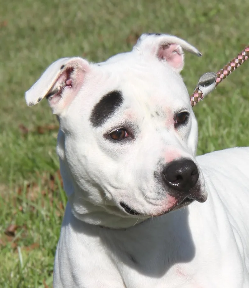 Savannah thumbnail 6