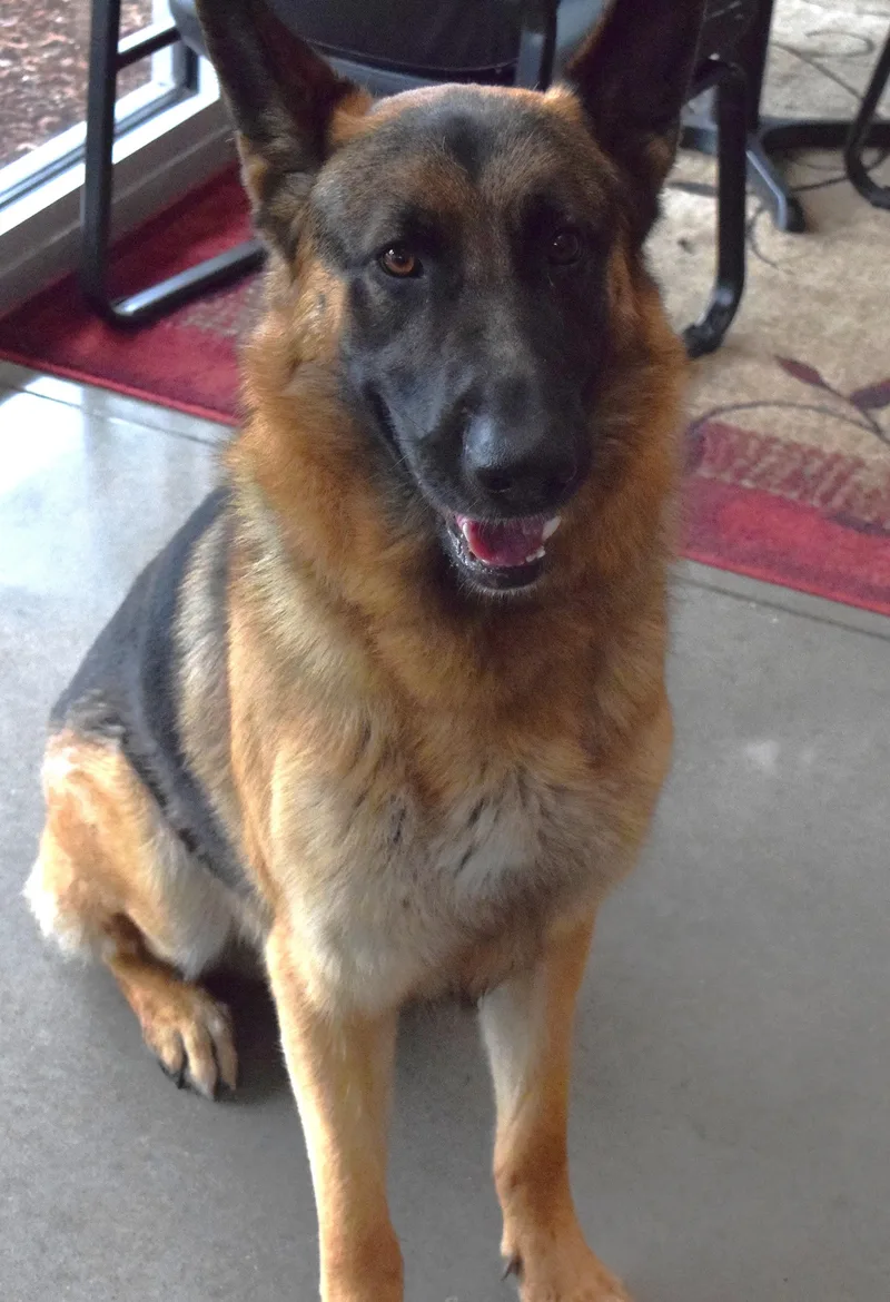 An adult large-sized male Black German Shepherd Dog dog named 22231 for adoption in Broken Arrow, OK