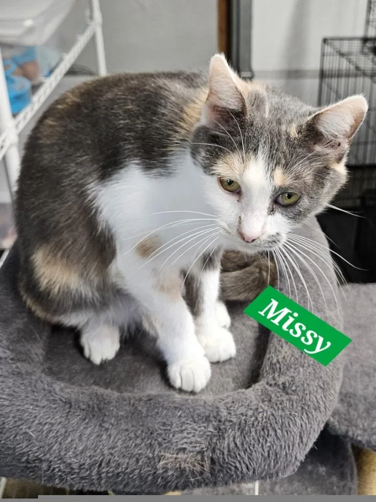 Missy