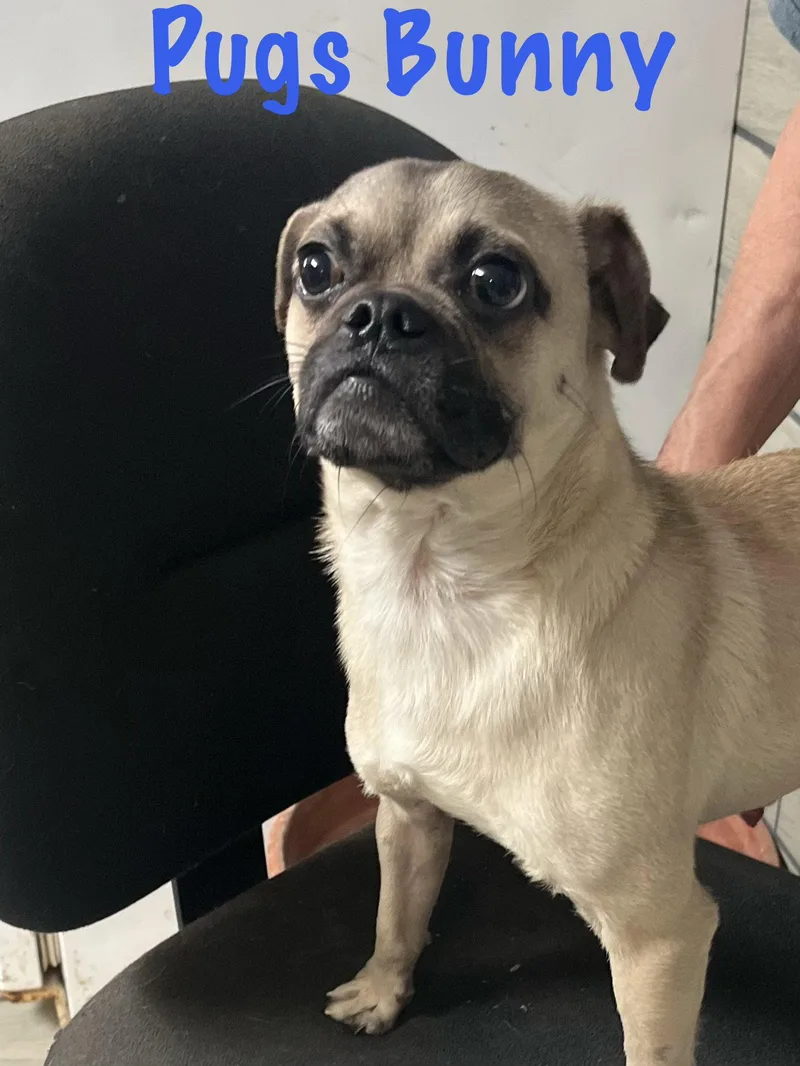 An adult small-sized male Pug dog named Pugs Bunny for adoption in Pipe Creek, TX
