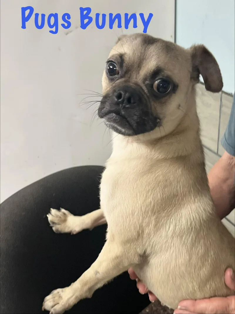 Pugs Bunny thumbnail 2