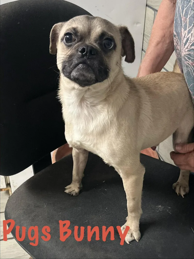 Pugs Bunny thumbnail 3