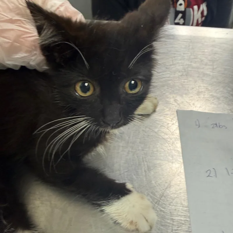 A baby small-sized female Brown / Chocolate Domestic Medium Hair cat named Basket of Fries for adoption in Charleston, WV