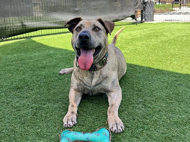 An adult large-sized male Pit Bull Terrier dog named Paseo for adoption in Tustin, CA