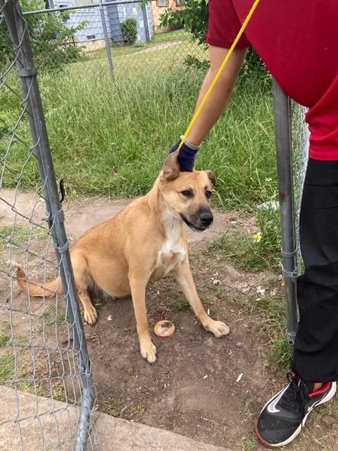 A young large-sized female Mixed Breed dog named Princess for adoption in Dallas, TX