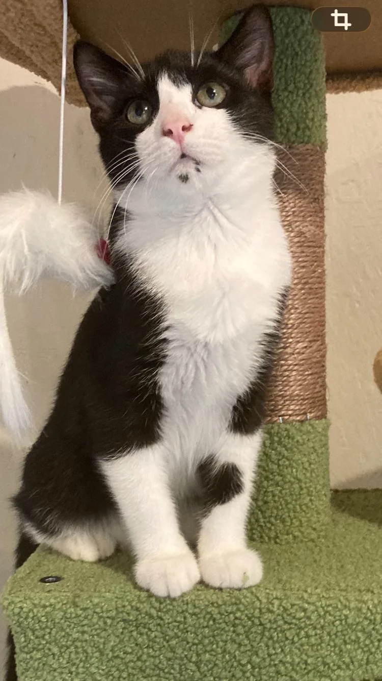 A young medium-sized male Black & White / Tuxedo Domestic Short Hair cat named Monroe for adoption in Murfreesboro, TN