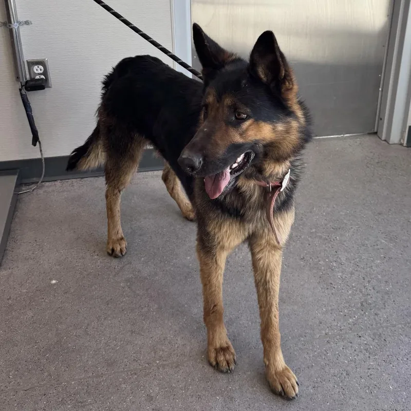 An adult large-sized male Black Mixed Breed dog named Ranger for adoption in Las Cruces, NM