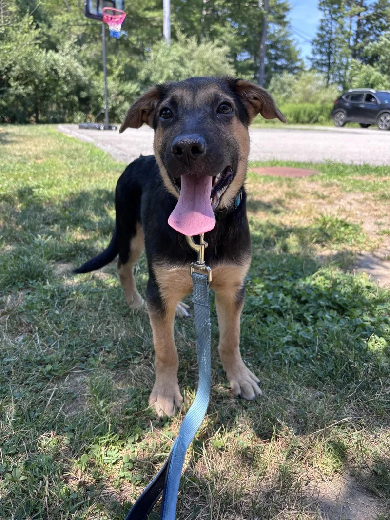 A baby medium-sized male Mixed Breed dog named Diego for adoption in Pembroke, MA