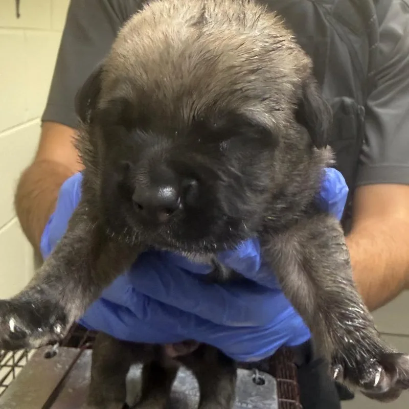 Cooper thumbnail 2