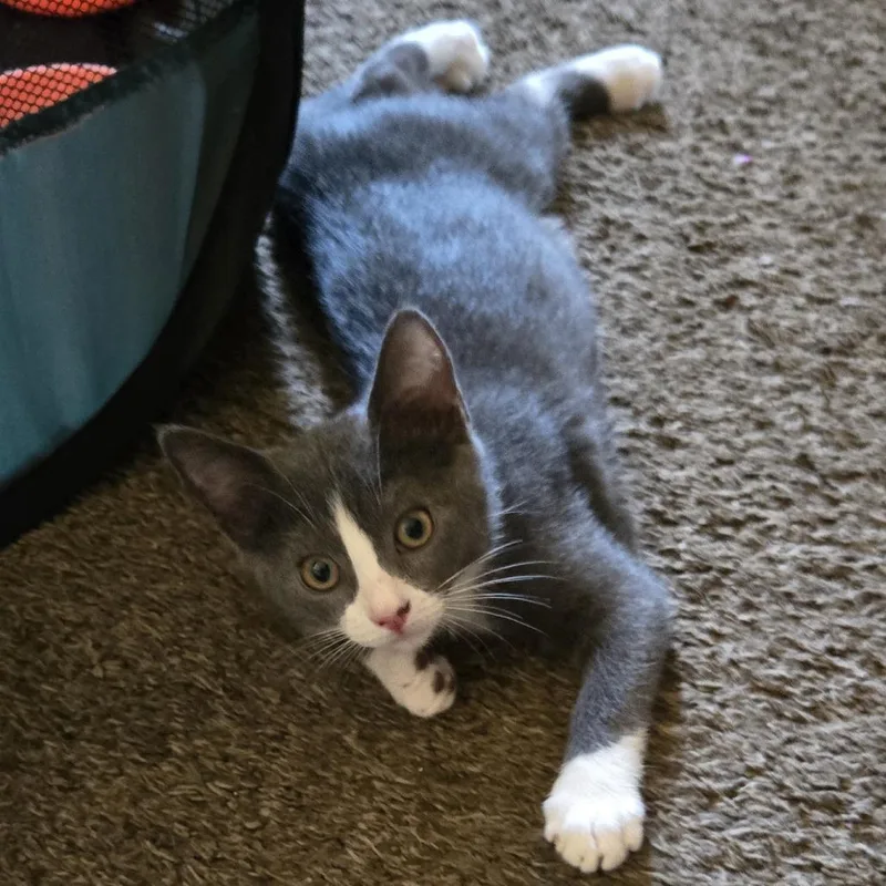 A baby small-sized female Gray / Blue / Silver Domestic Short Hair cat named Sage for adoption in Long Beach, CA
