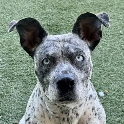 An adult medium-sized female Australian Cattle Dog / Blue Heeler dog named Cali for adoption in Sacramento, CA