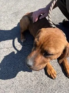 Pup Tart thumbnail 2