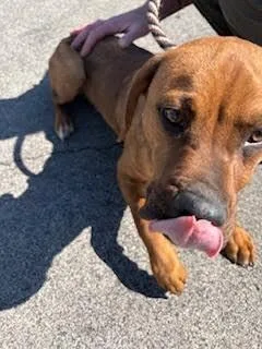 Pup Tart thumbnail 3