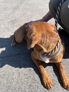 Pup Tart thumbnail 5