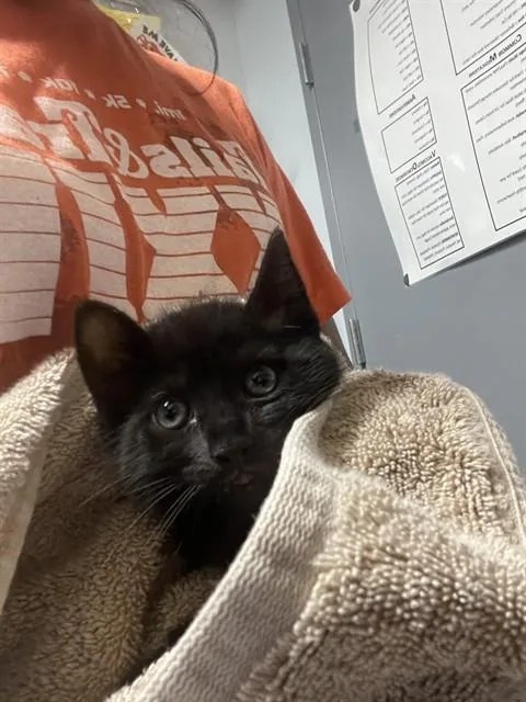 A baby small-sized male Domestic Short Hair cat named Tambourine for adoption in Tallahassee, FL