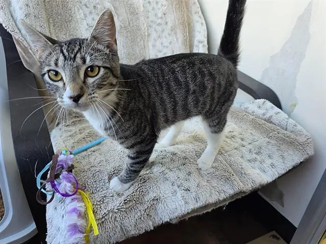 A young small-sized female Domestic Short Hair cat named Betsy for adoption in Santa Clara, CA