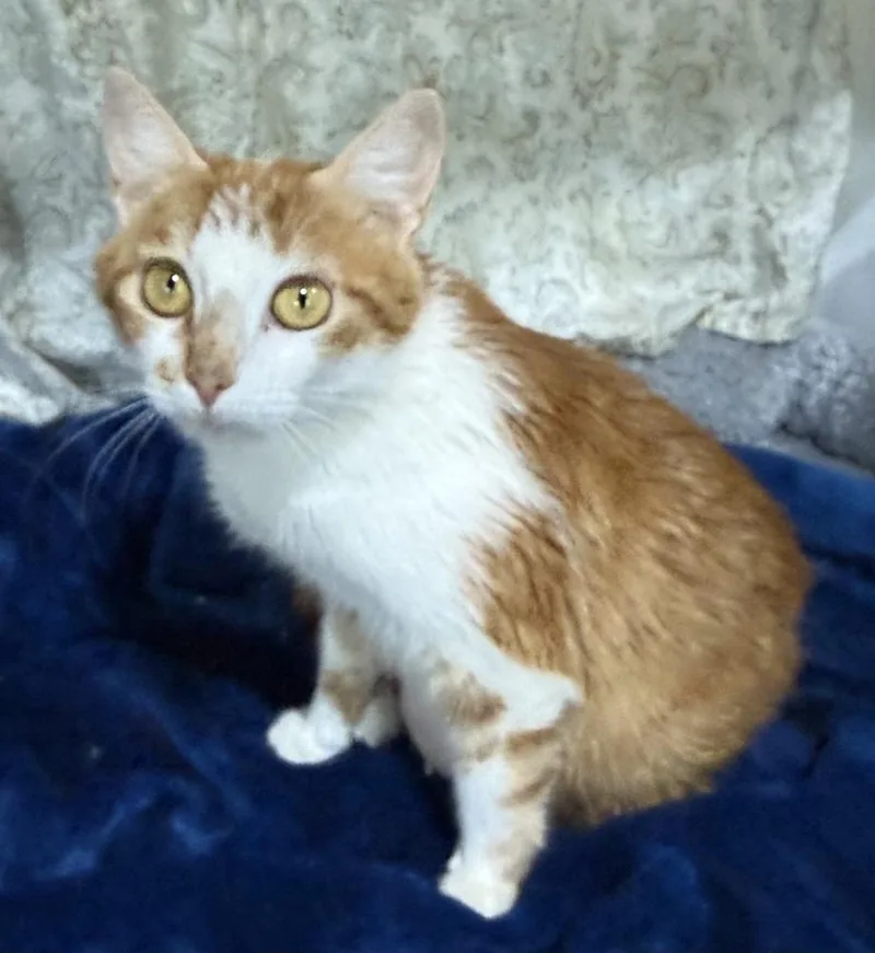 A young medium-sized female Orange & White Domestic Short Hair cat named Flamenco for adoption in Jackson, GA
