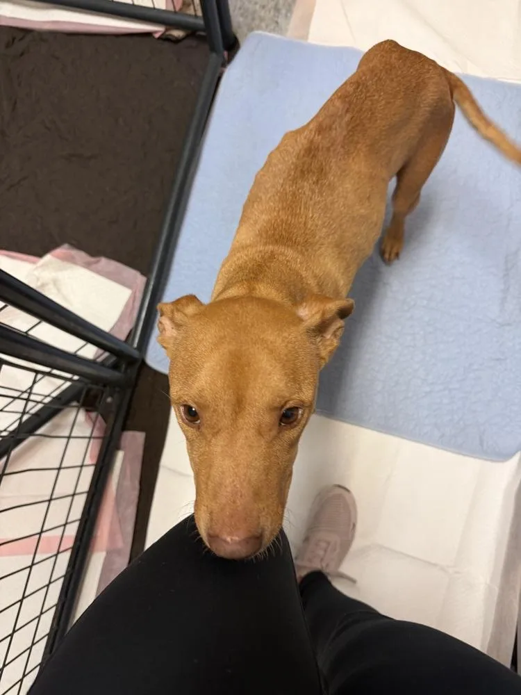 An adult medium-sized female Brown / Chocolate Mixed Breed dog named Rainey for adoption in Clinton Township, MI