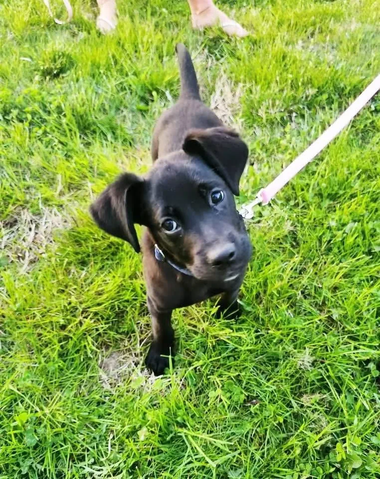 A baby medium-sized female Black Black Labrador Retriever dog named Luna for adoption in Woodbury, NJ