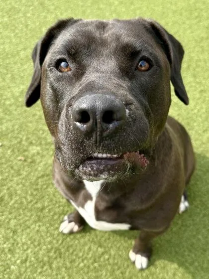 An adult extra large-sized male Black Mixed Breed dog named Duke for adoption in Wichita, KS