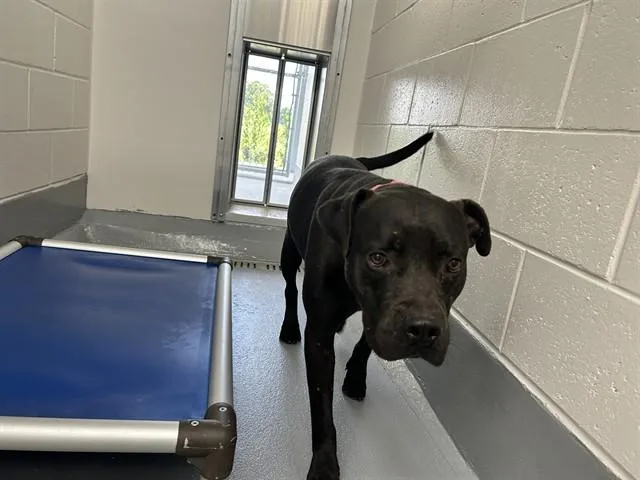 An adult large-sized male American Bulldog dog named Bruno for adoption in Ocala, FL