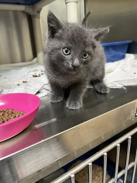 A baby small-sized male Domestic Short Hair cat named Gonzo for adoption in Alameda, CA