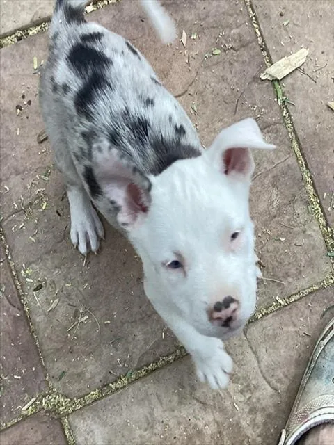 Pepper