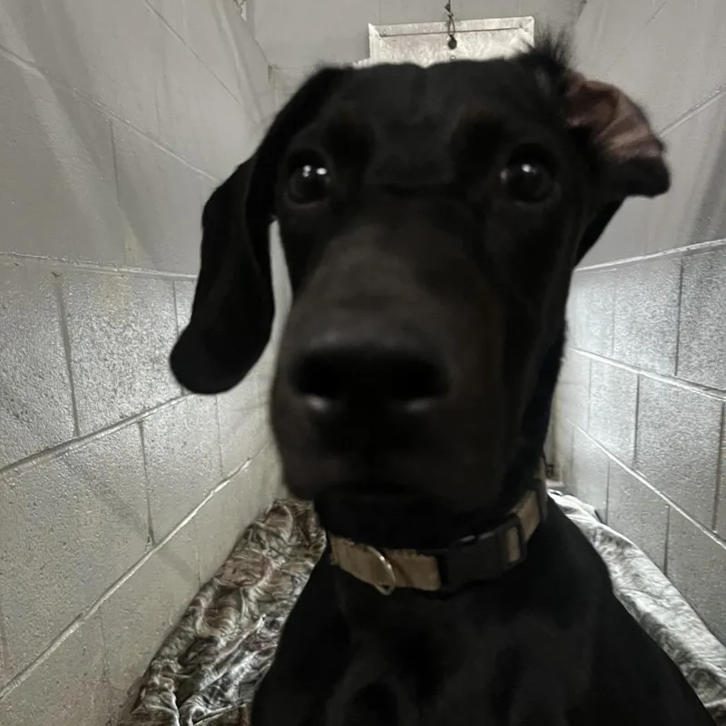 A young small-sized male Black Mixed Breed dog named Canoe for adoption in Summerville, SC