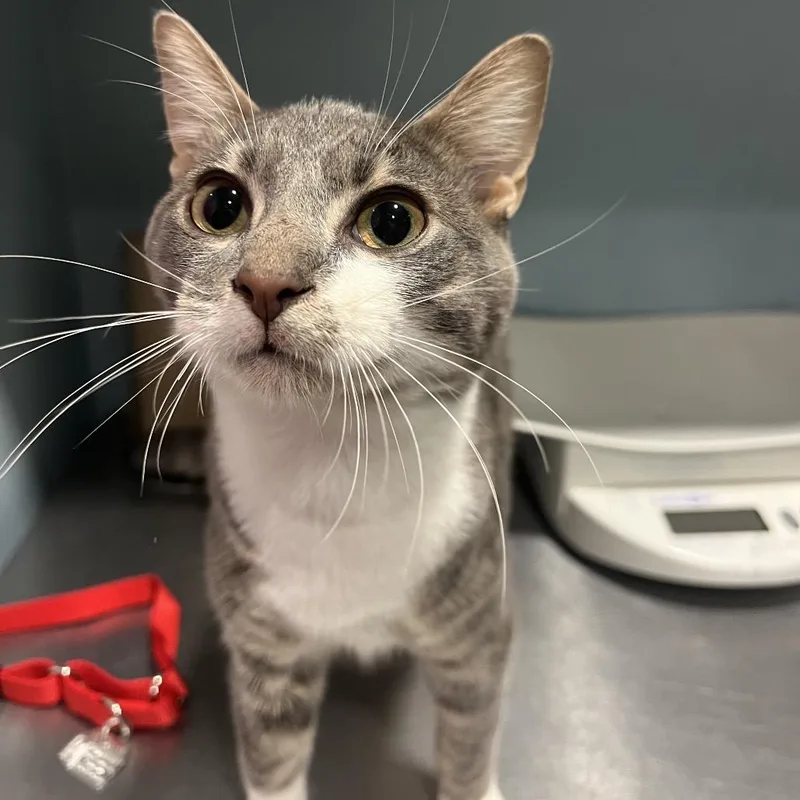 An adult medium-sized male Gray / Blue / Silver Domestic Short Hair cat named Little bug for adoption in Chattanooga, TN