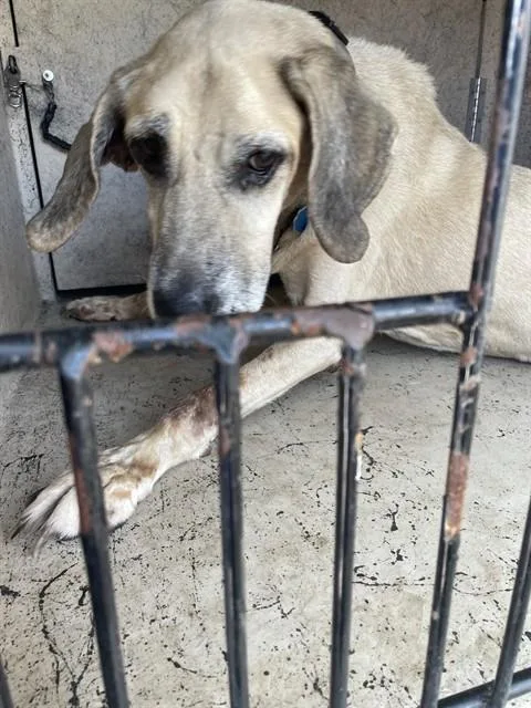 A senior large-sized male Black Mouth Cur dog named Ld for adoption in Saint Cloud, FL
