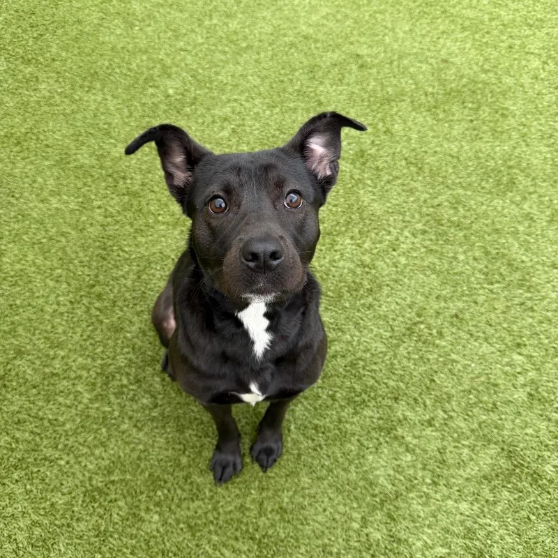 A young medium-sized female Black Mixed Breed dog named Cricket for adoption in Titusville, FL