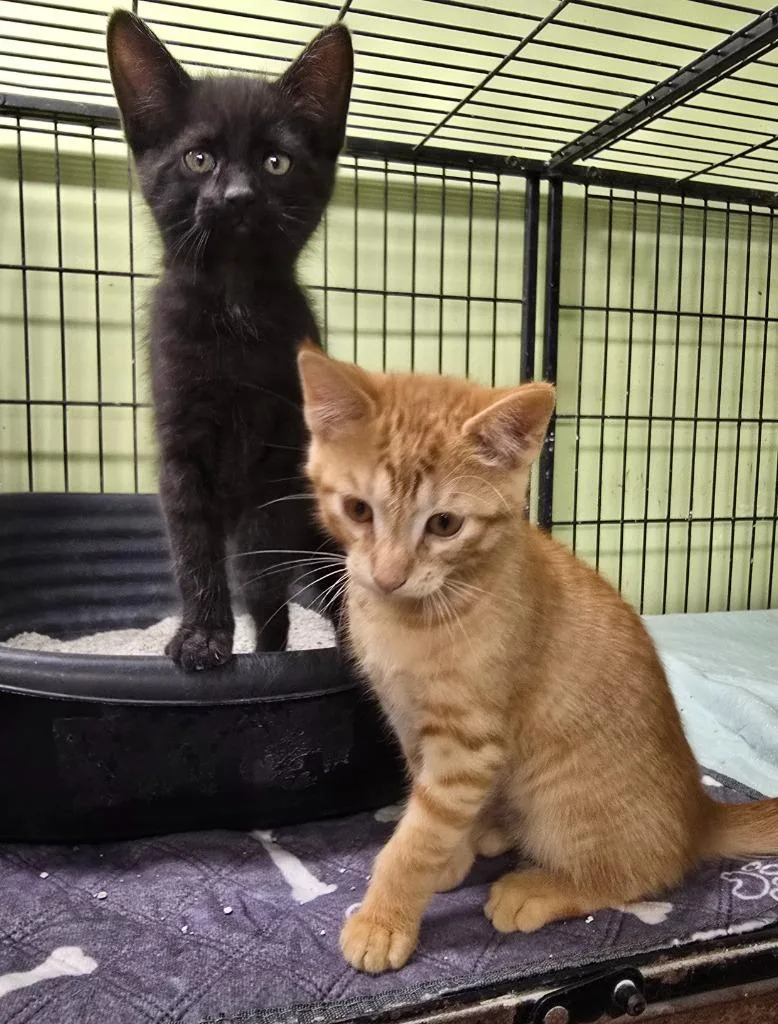 A baby small-sized female Domestic Short Hair cat named Slash for adoption in Auburn, IN