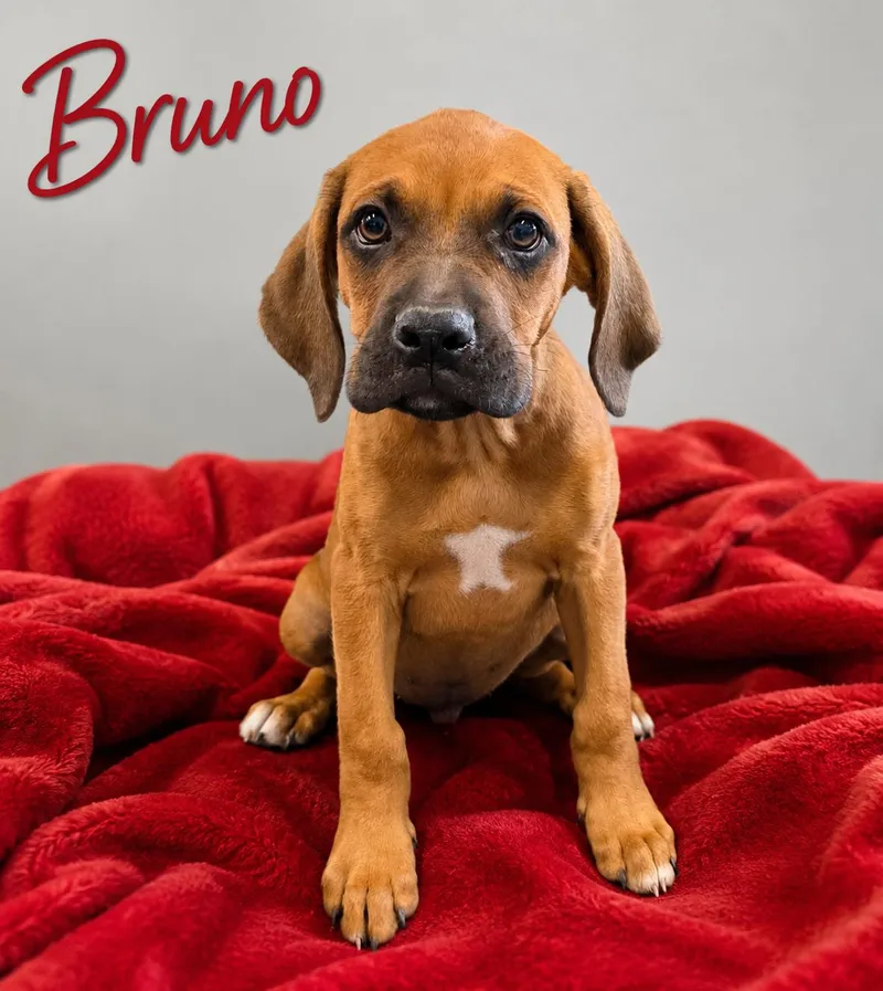 A baby medium-sized male White / Cream Boxer dog named Bruno for adoption in Momence, IL