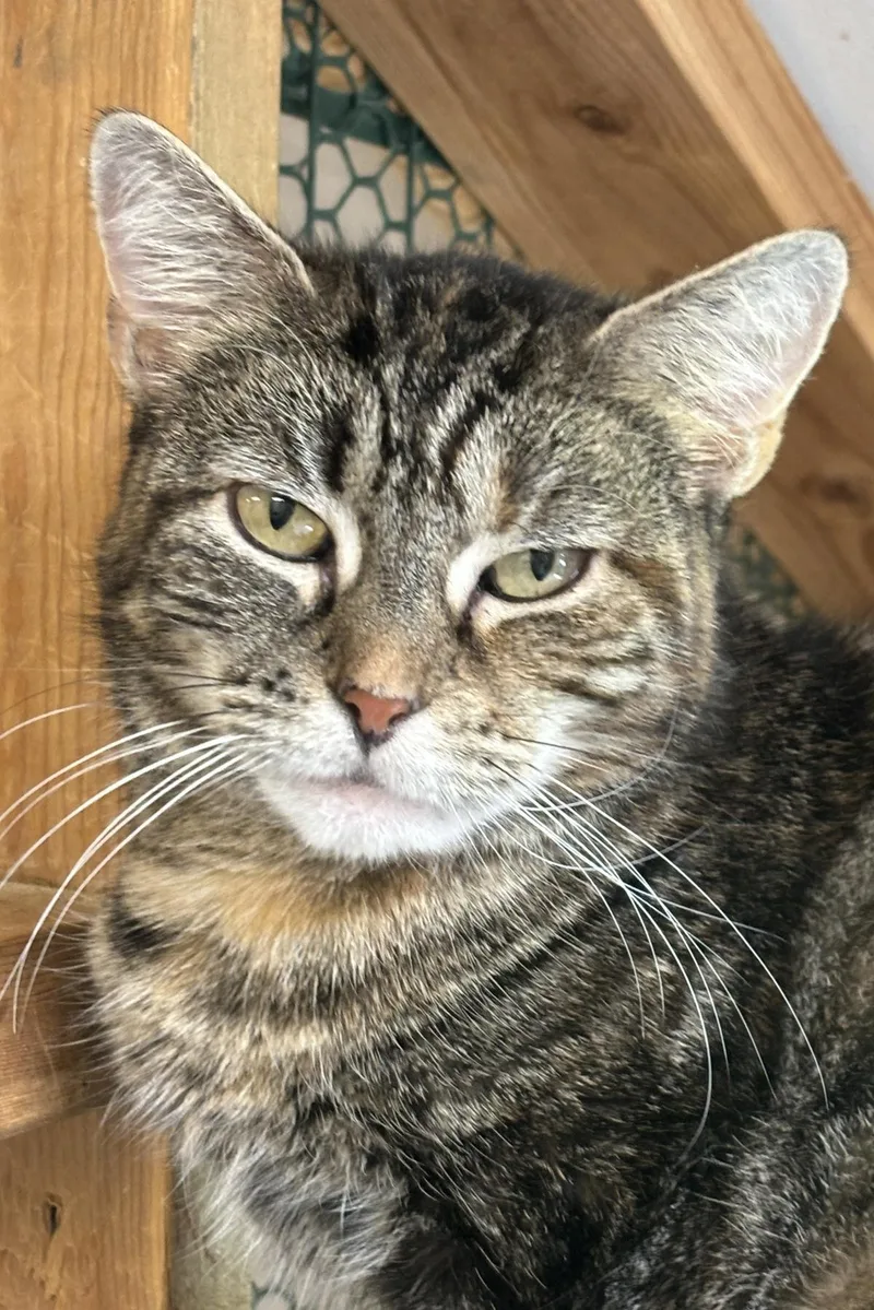 An adult medium-sized female Domestic Short Hair cat named Charmaine for adoption in Beacon, NY