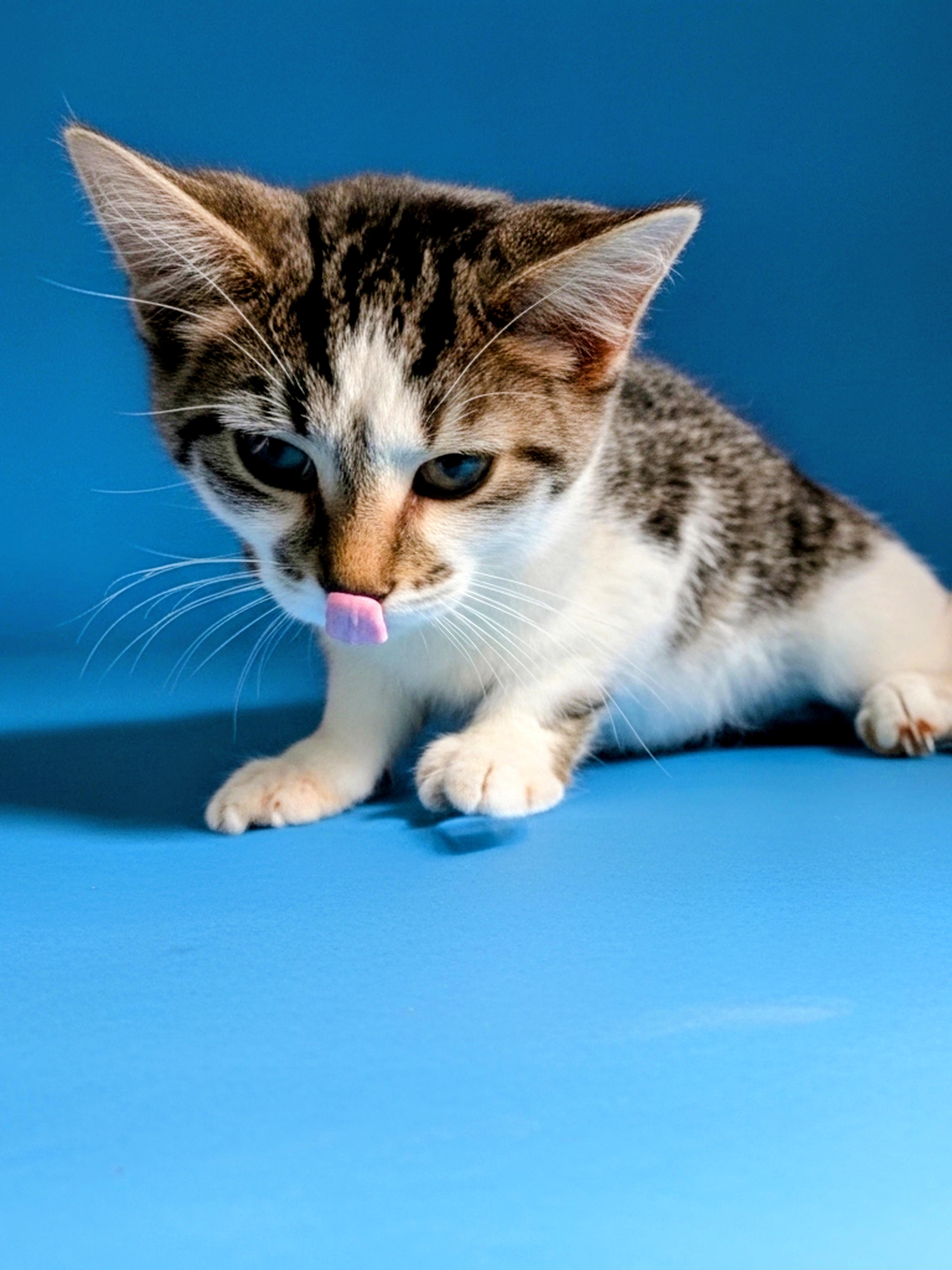A baby small-sized male Tabby (Gray / Blue / Silver) Domestic Short Hair cat named Bailey for adoption in Syosset, NY