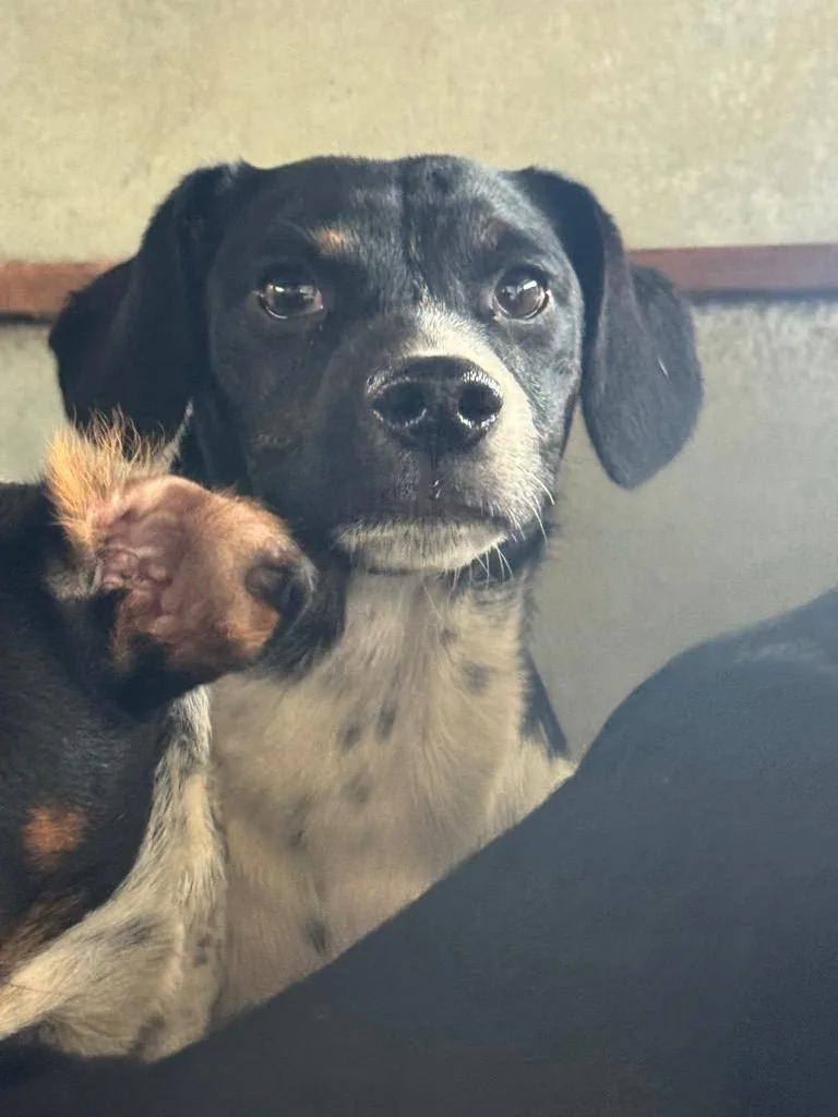An adult small-sized male Australian Cattle Dog / Blue Heeler dog named Logan for adoption in Belton, TX
