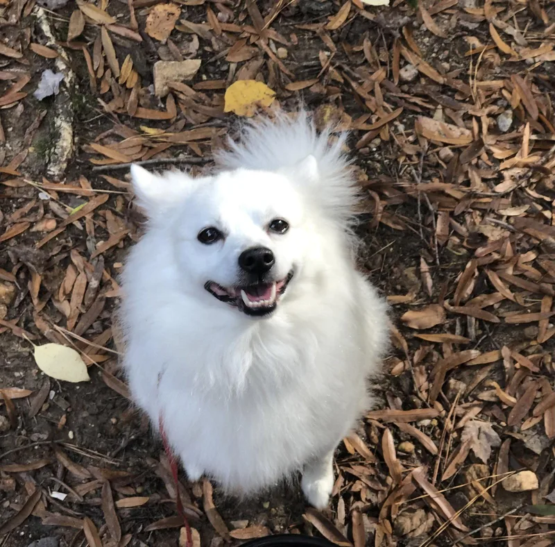 A young medium-sized male American Eskimo Dog dog named Manni of Union City for adoption in Randallstown, MD
