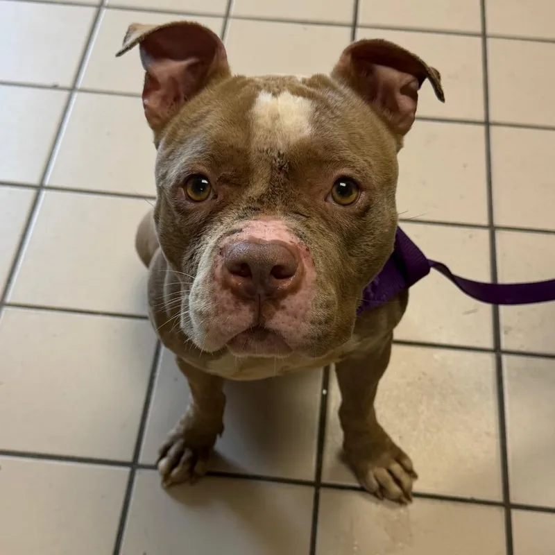 An adult medium-sized female Brown / Chocolate Pit Bull Terrier dog named TUSCStray for adoption in Tuscaloosa, AL