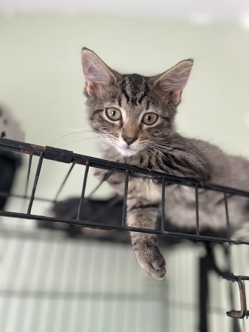 A baby medium-sized female Tabby (Brown / Chocolate) Tabby cat named Carmela for adoption in Richmond, VA