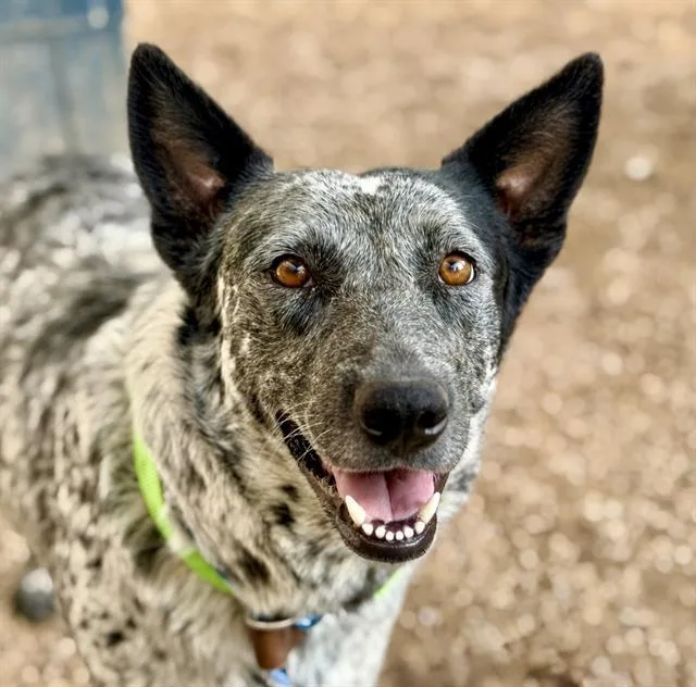 A young large-sized female Australian Cattle Dog / Blue Heeler dog named May for adoption in Tucson, AZ