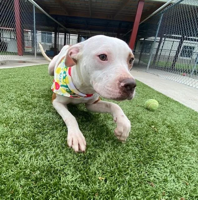 An adult medium-sized female White / Cream Pit Bull Terrier dog named Zara Larson for adoption in Fayetteville, AR