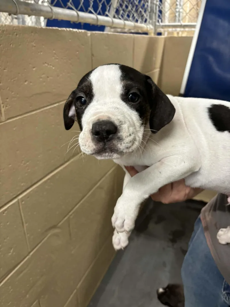 A baby large-sized male Staffordshire Bull Terrier dog named Diesel for adoption in Holly Springs, NC