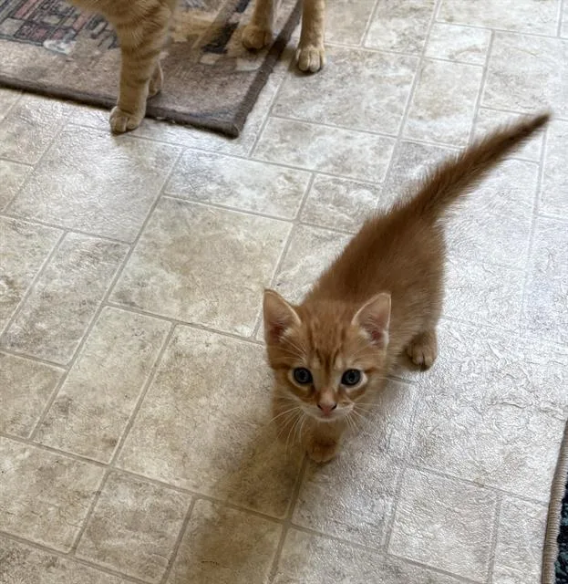 A baby small-sized male Domestic Short Hair cat named Tommy for adoption in Haw River, NC
