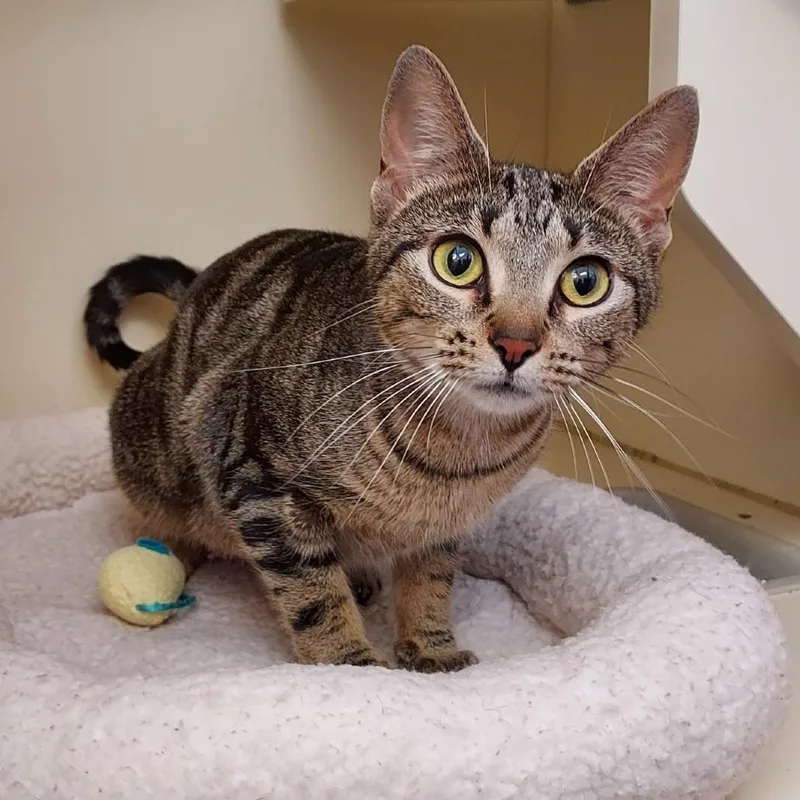 An adult medium-sized female Black Domestic Short Hair cat named Cuttle Fish for adoption in Dayton, OH